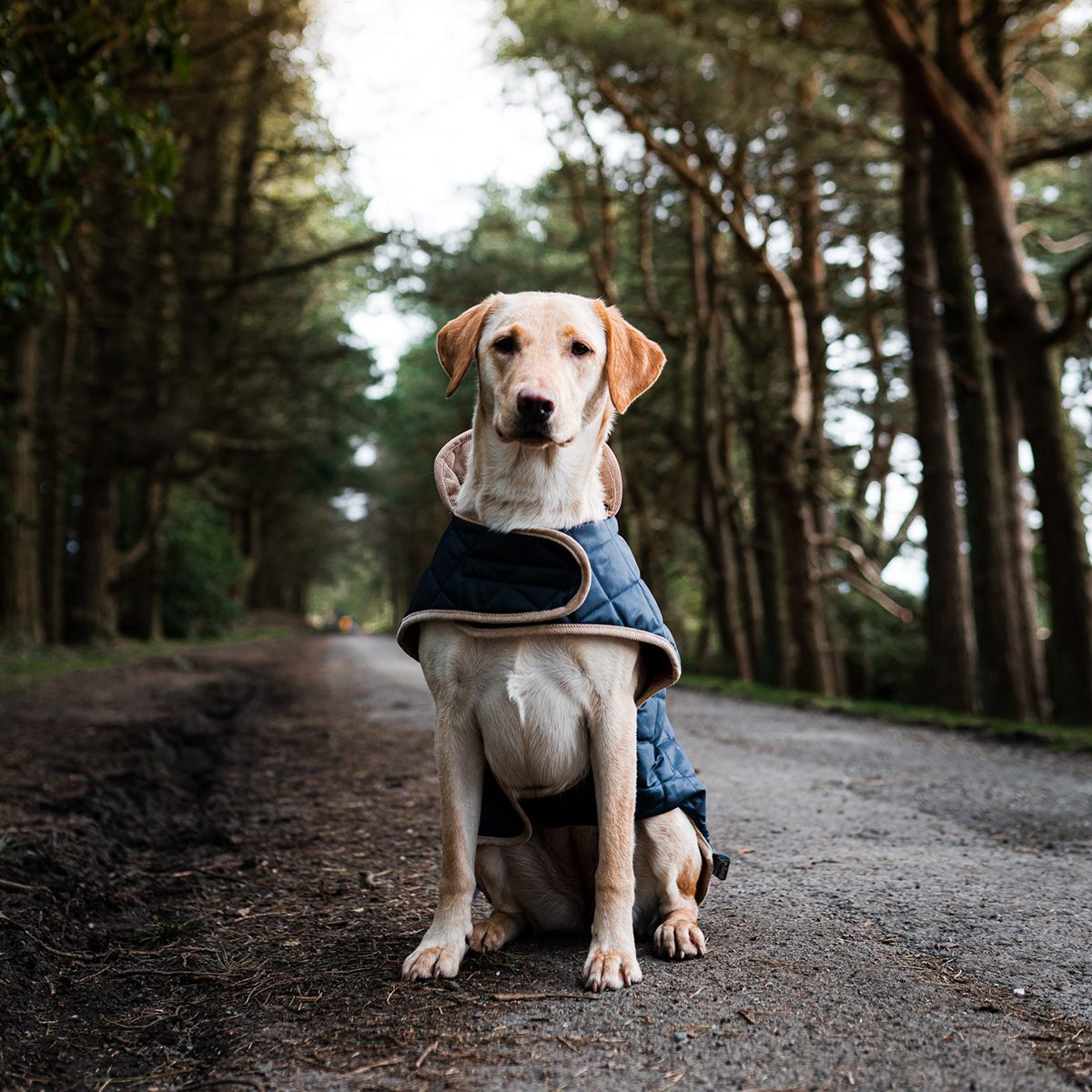 Quilted Dog Coat Navy - Image 8