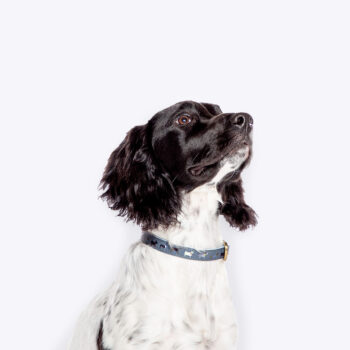 FatFace Marching Dogs Collar