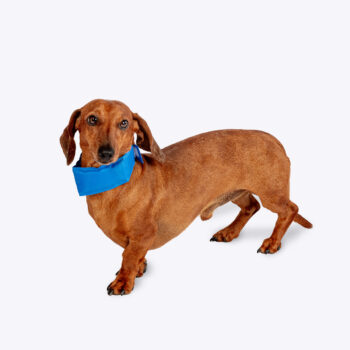 Pet Cooling Collar