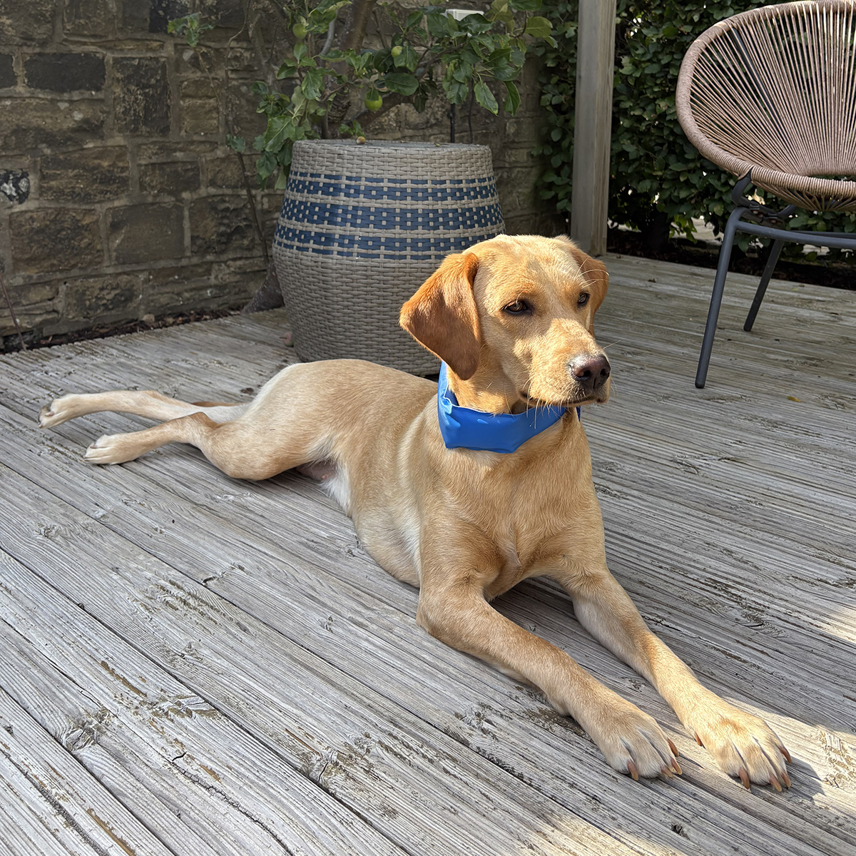 Pet Cooling Collar - Image 4