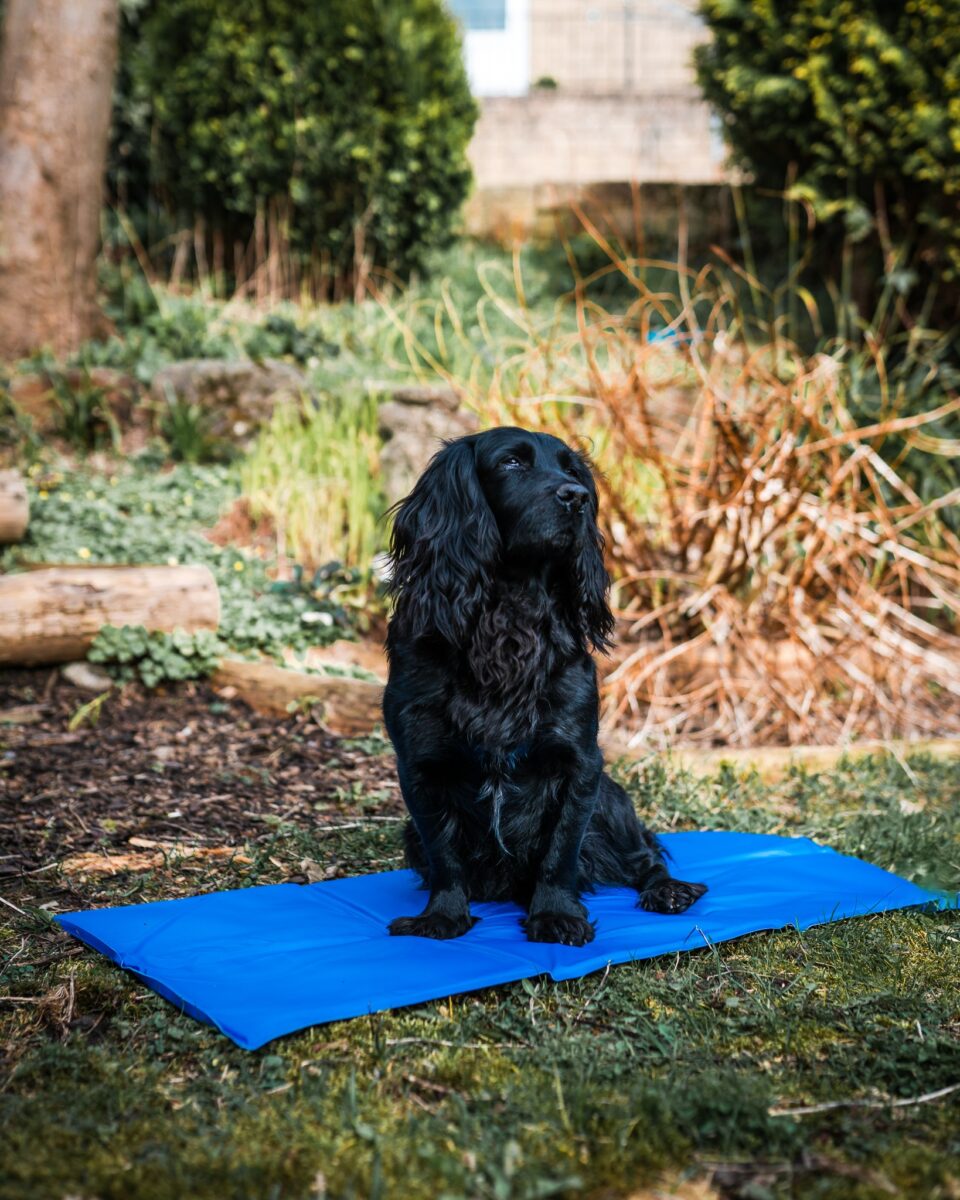 Pet Cooling Mattress - Image 3