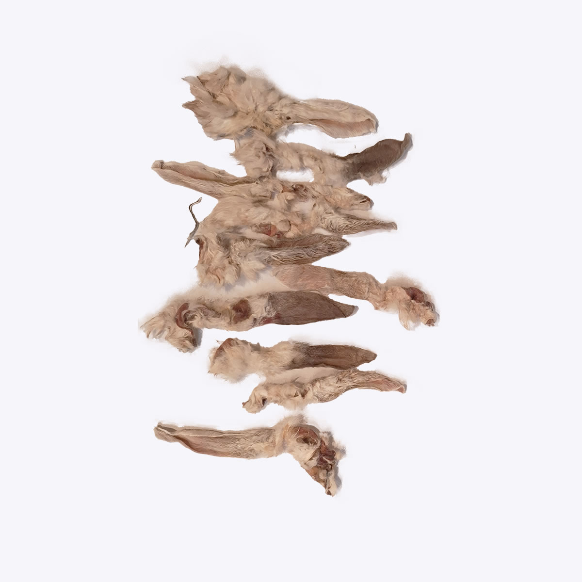 Rabbit Ear (with hair) - Image 3